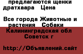 предлагаются щенки дратхаара › Цена ­ 20 000 - Все города Животные и растения » Собаки   . Калининградская обл.,Советск г.